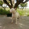 chulabullterrier